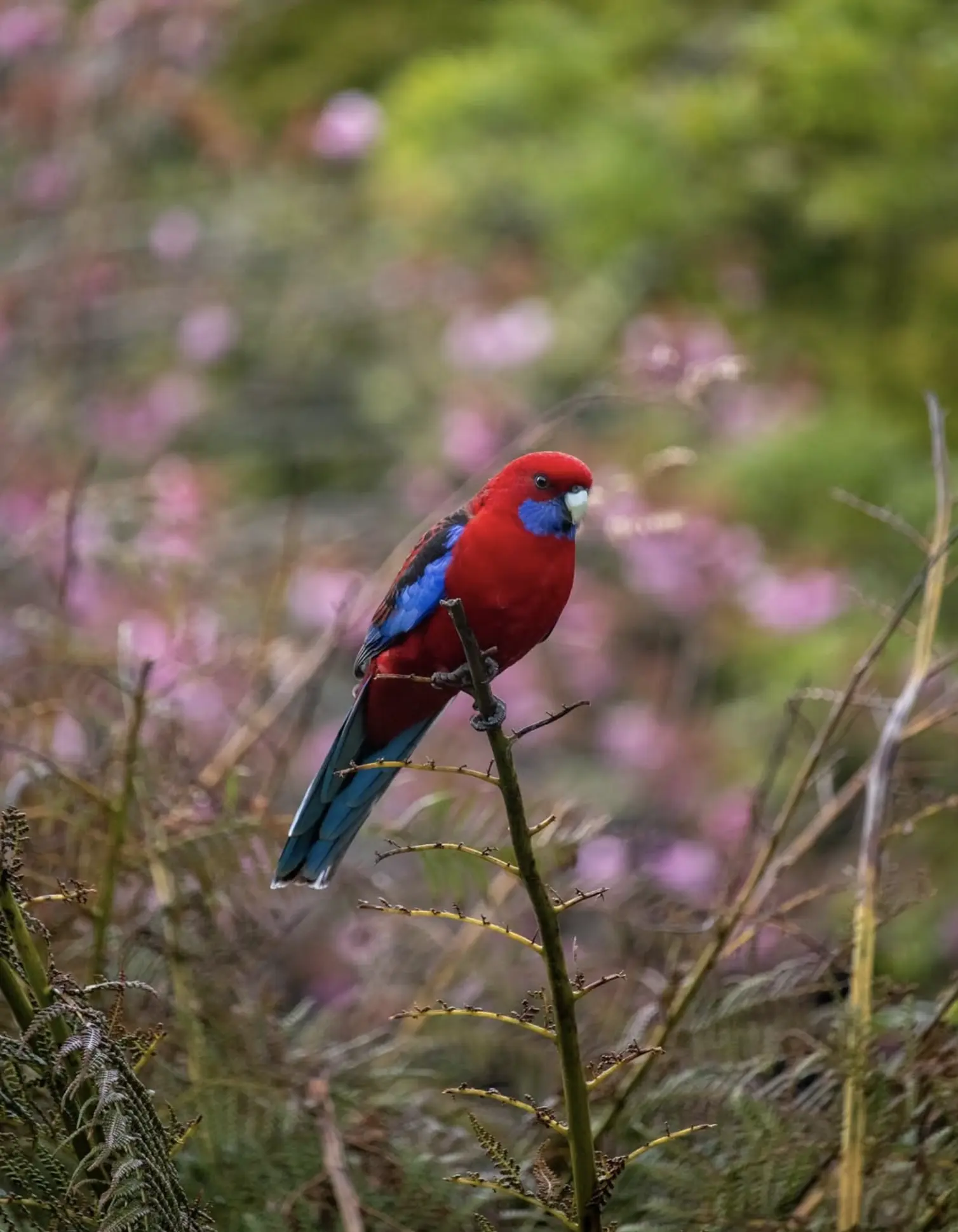 Nelson Victoria Wildlife