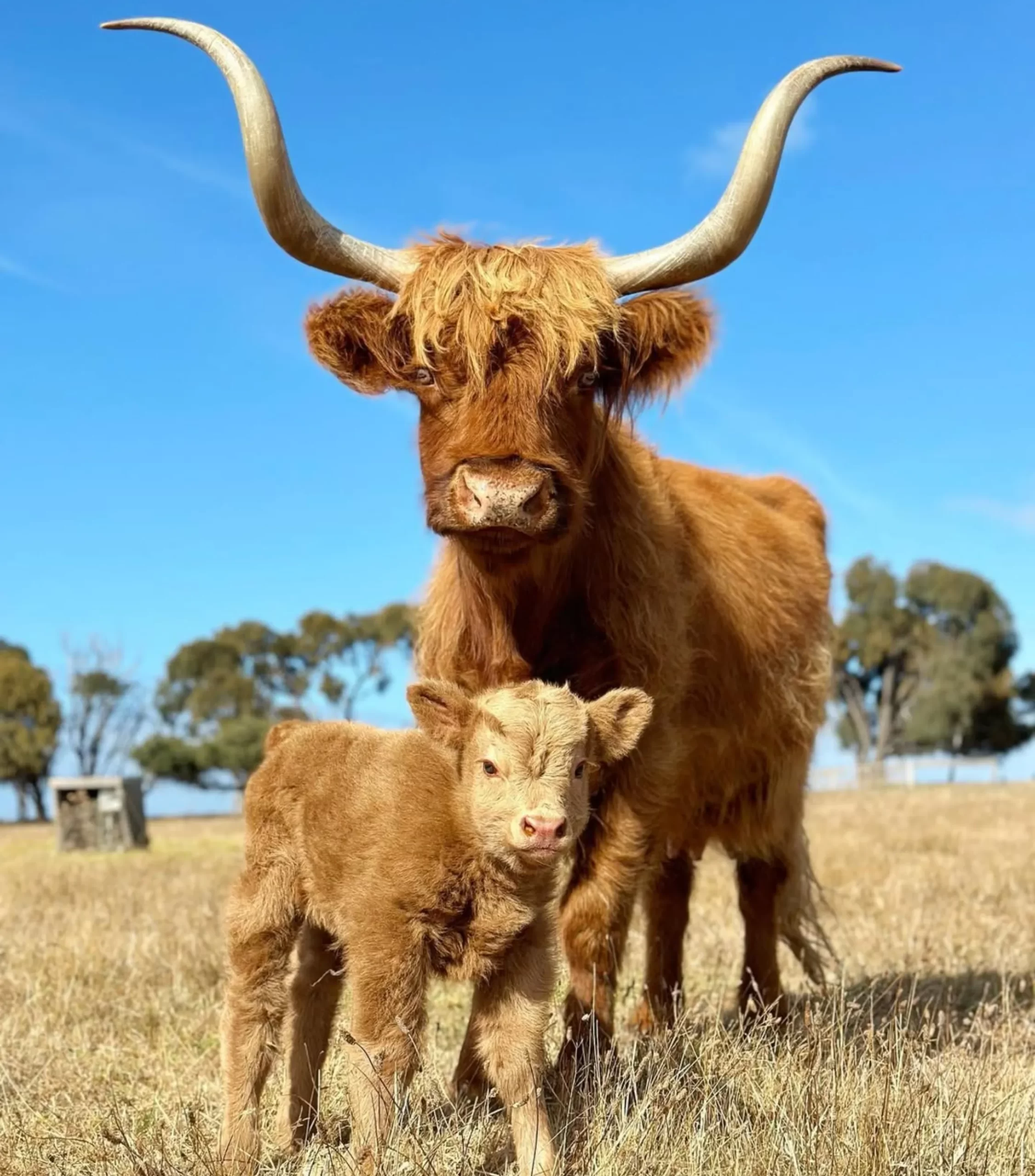 historic farm, Phillip Island